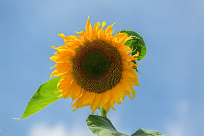 Low angle view of sunflower against sky