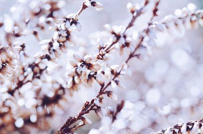 Close-up of bright spring flowers