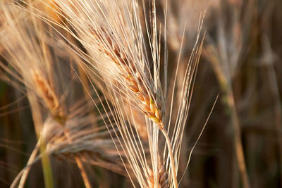 Cereal barley ears in the evening sun