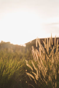 Close-up of stalks in field against sky