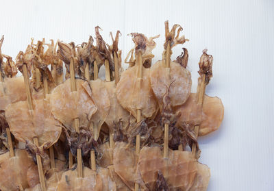 Close-up of dried hanging