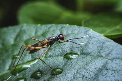 Close-up of insect on leaf