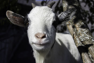 Close-up portrait of goat