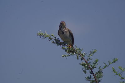 Low angle view of bird perching on branch