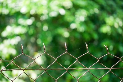 Close-up of bird perching on chainlink fence