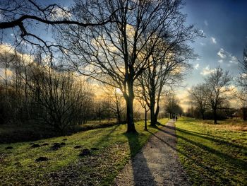 Bare trees on landscape against sky