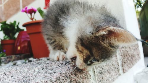 Close-up of cat sleeping