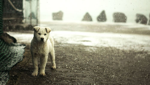 Dog standing at beach during winter