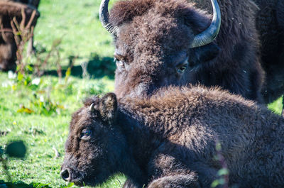 Close-up of horse in grass