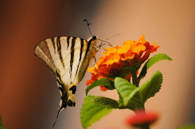 Close-up of butterfly pollinating on flower