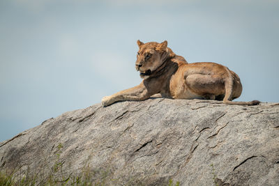 Big cat on rock