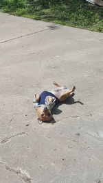 High angle view of dog sleeping on street