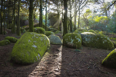 Plants and trees in forest