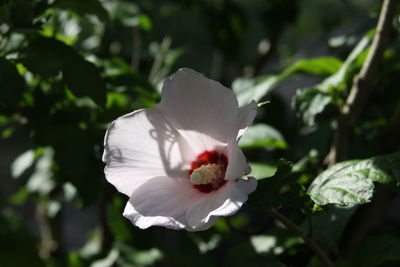 Close-up of white hibiscus flower