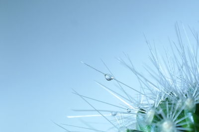 Low angle view of plants against clear blue sky