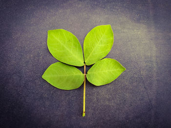 High angle view of green leaves on plant