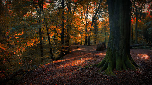 Trees in forest during autumn