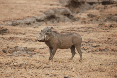 Side view of a horse on field