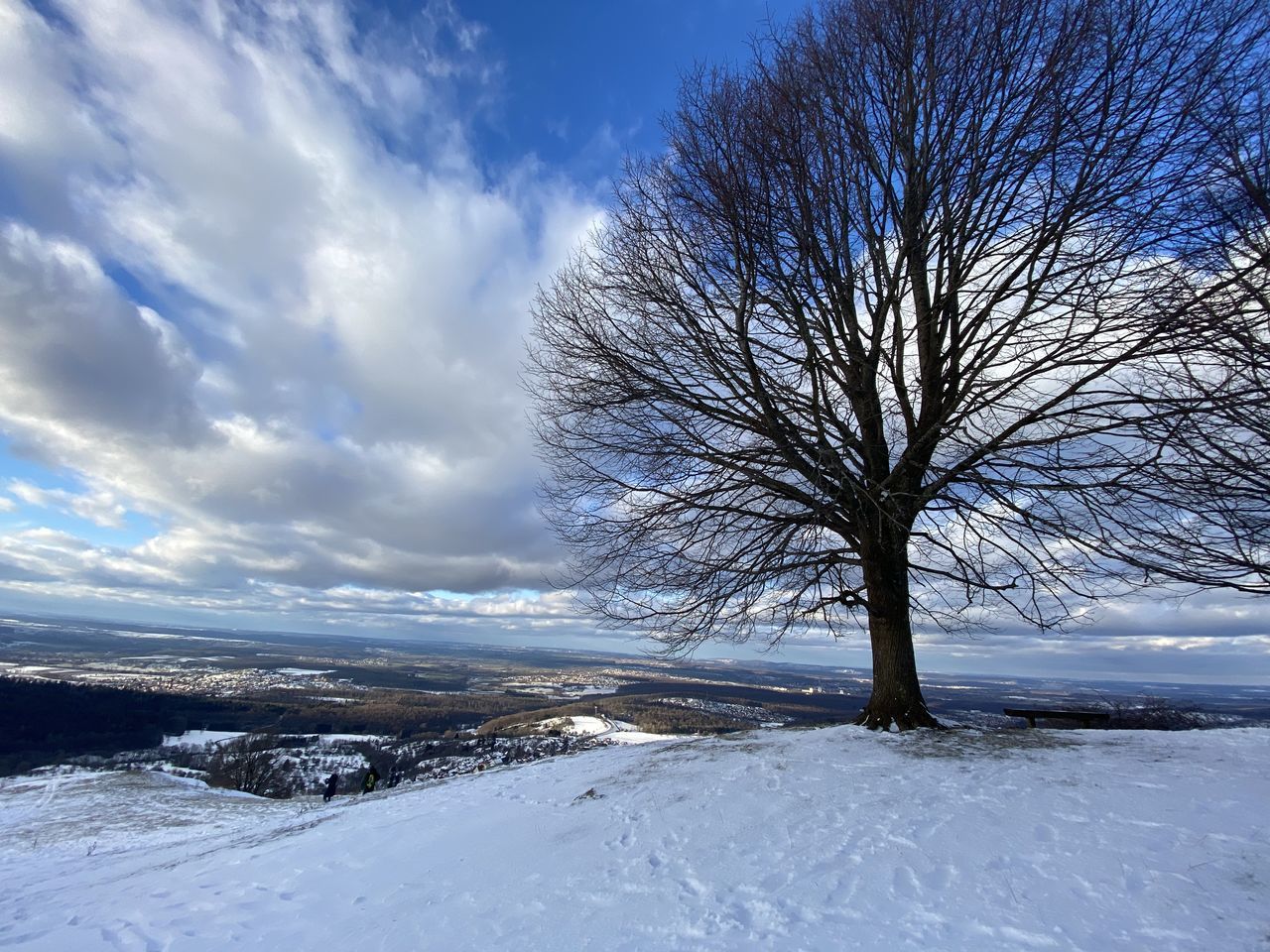 BARE TREE AGAINST SNOW COVERED LANDSCAPE