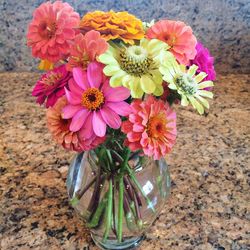 Close-up of dahlia flowers