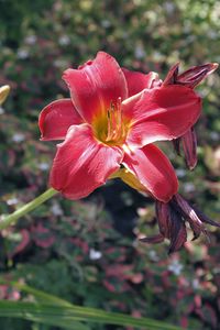 Close-up of day lily blooming outdoors