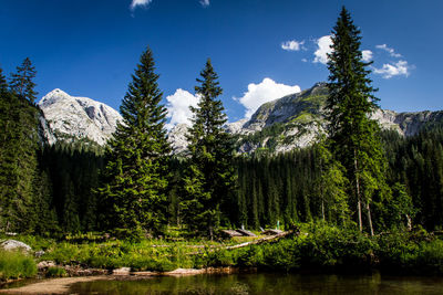 Trees in forest against sky