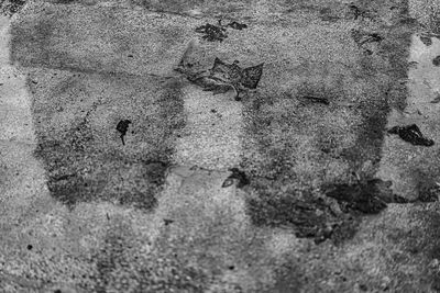 High angle view of ants on wall