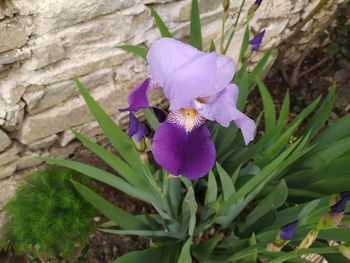 flowering plant