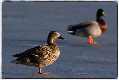 Close-up of duck on lake