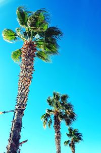 Low angle view of coconut palm tree against blue sky