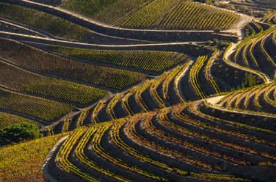 The beautiful endless lines of douro valley vineyards, in sao joao da pesqueira.