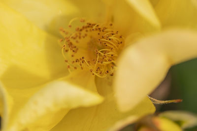 Close-up of yellow flower