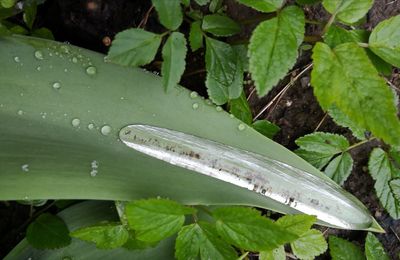 Close-up of raindrops on leaves
