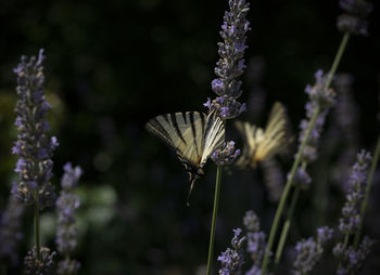 Close-up of butterfly pollinating on purple flower