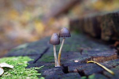 Close-up of mushroom growing outdoors