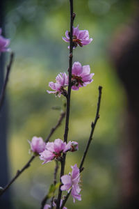 Close-up of pink cherry blossoms