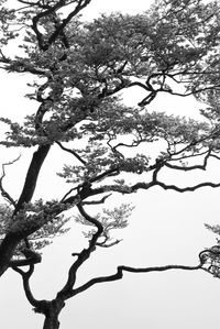 Low angle view of silhouette tree against sky