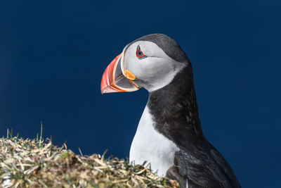 Close-up of puffin against blue sky