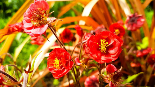 Close-up of pink flowers