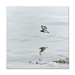 Bird in water