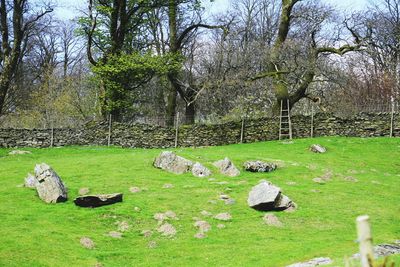 View of sheep on grass against trees