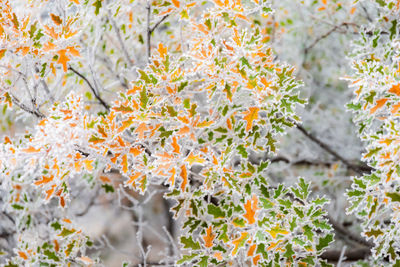 Close-up of white flowering plants in autumn