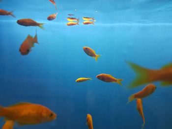 Close-up of fish swimming in aquarium