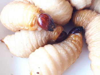 Close-up of shells