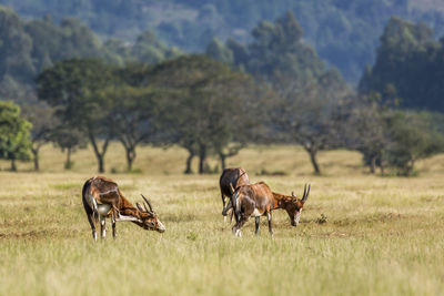 Horses in a field