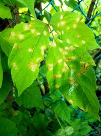 Close-up of fresh green plant