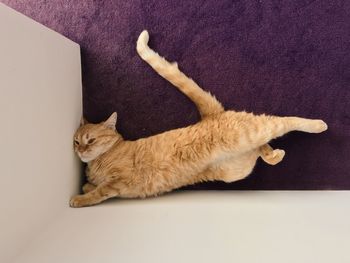 Cat resting on tiled floor