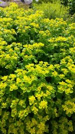 Yellow flowers on field