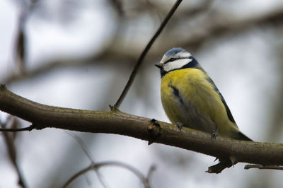Close-up of bird perching on branch