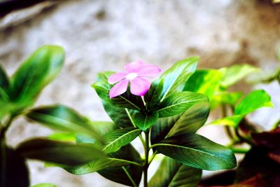 Close-up of pink flower blooming outdoors